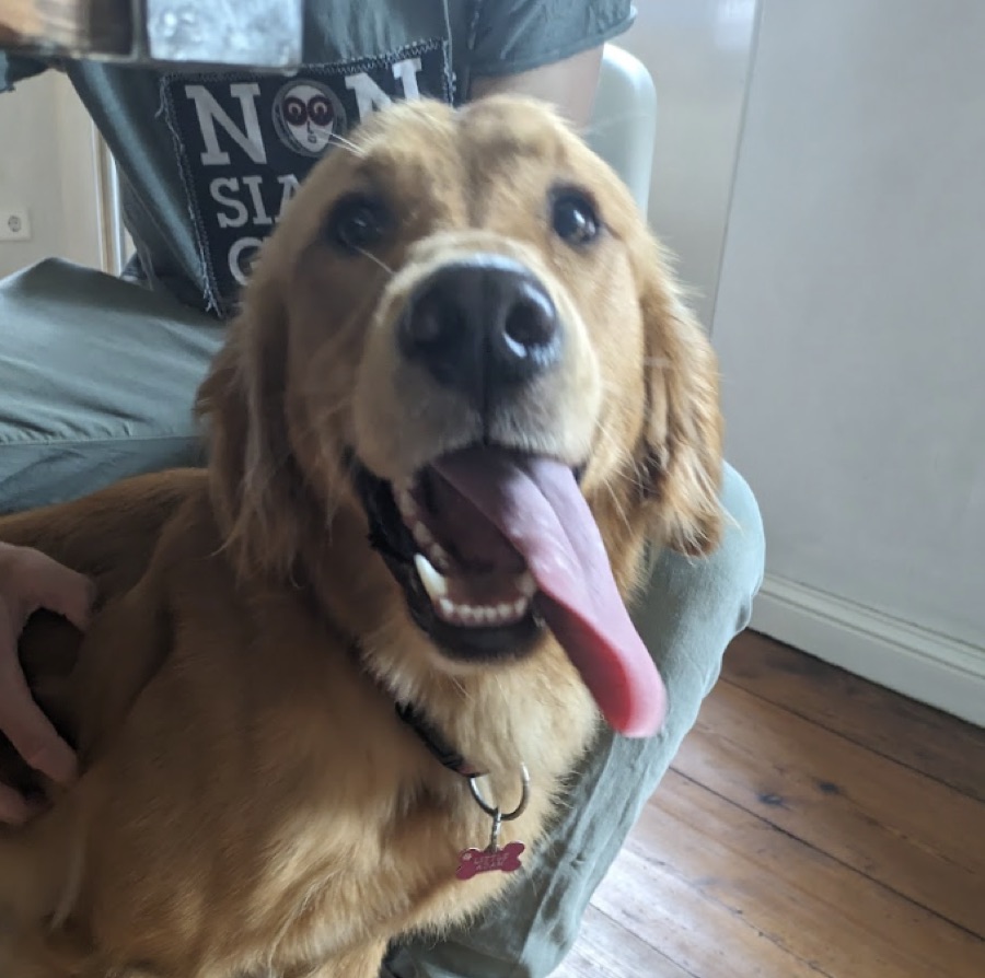 An office dog at Arbio